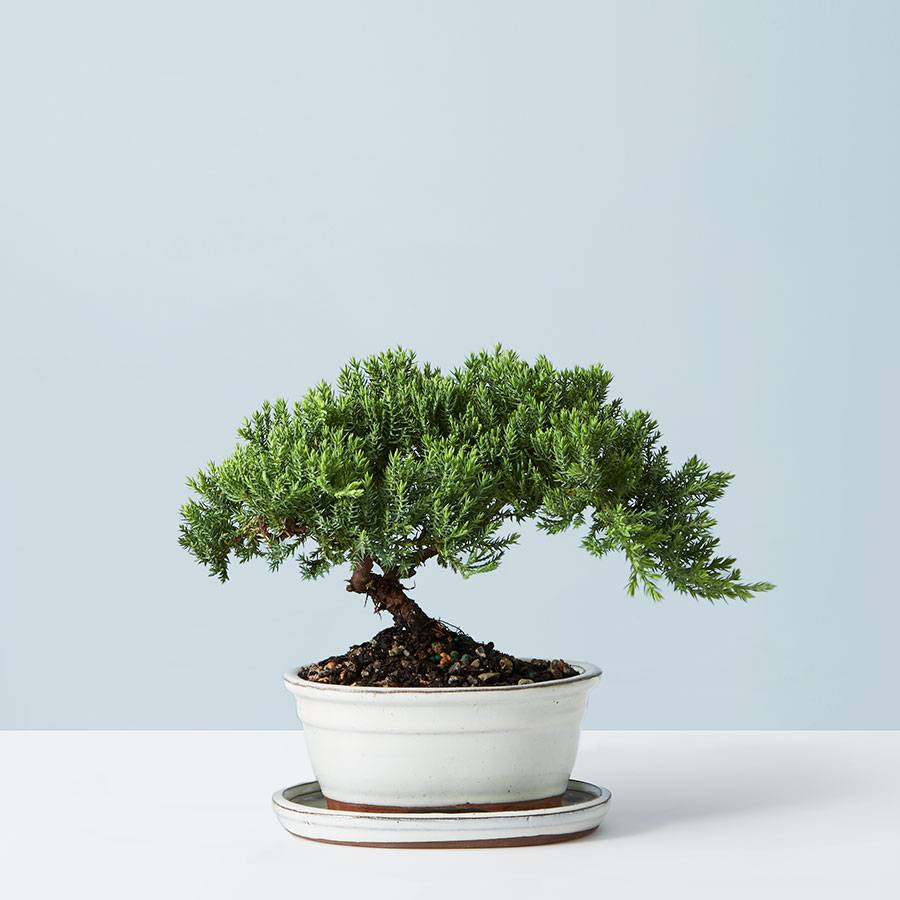 Juniper Bonsai